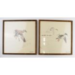 Pair of early to mid 20th century prints of Mergansers ducks and a Gadwell duck. 31cm x 31cm