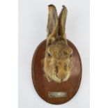 Early 20th century taxidermy hare's head, 'Vale of Lune Harriers Cantsfield, 12th Dec 1923', mounted