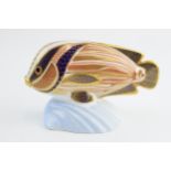 Royal Crown Derby paperweight in the form of a Tropical Fish Sweetlips, first quality with gold