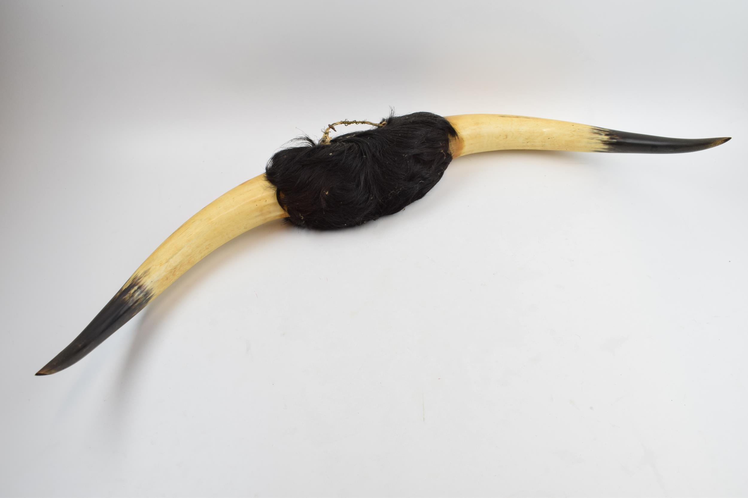 Vintage 20th century pair of Shorthorn (or similar) cow horns mounted with hair, 76cm wide.