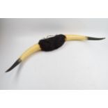 Vintage 20th century pair of Shorthorn (or similar) cow horns mounted with hair, 76cm wide.