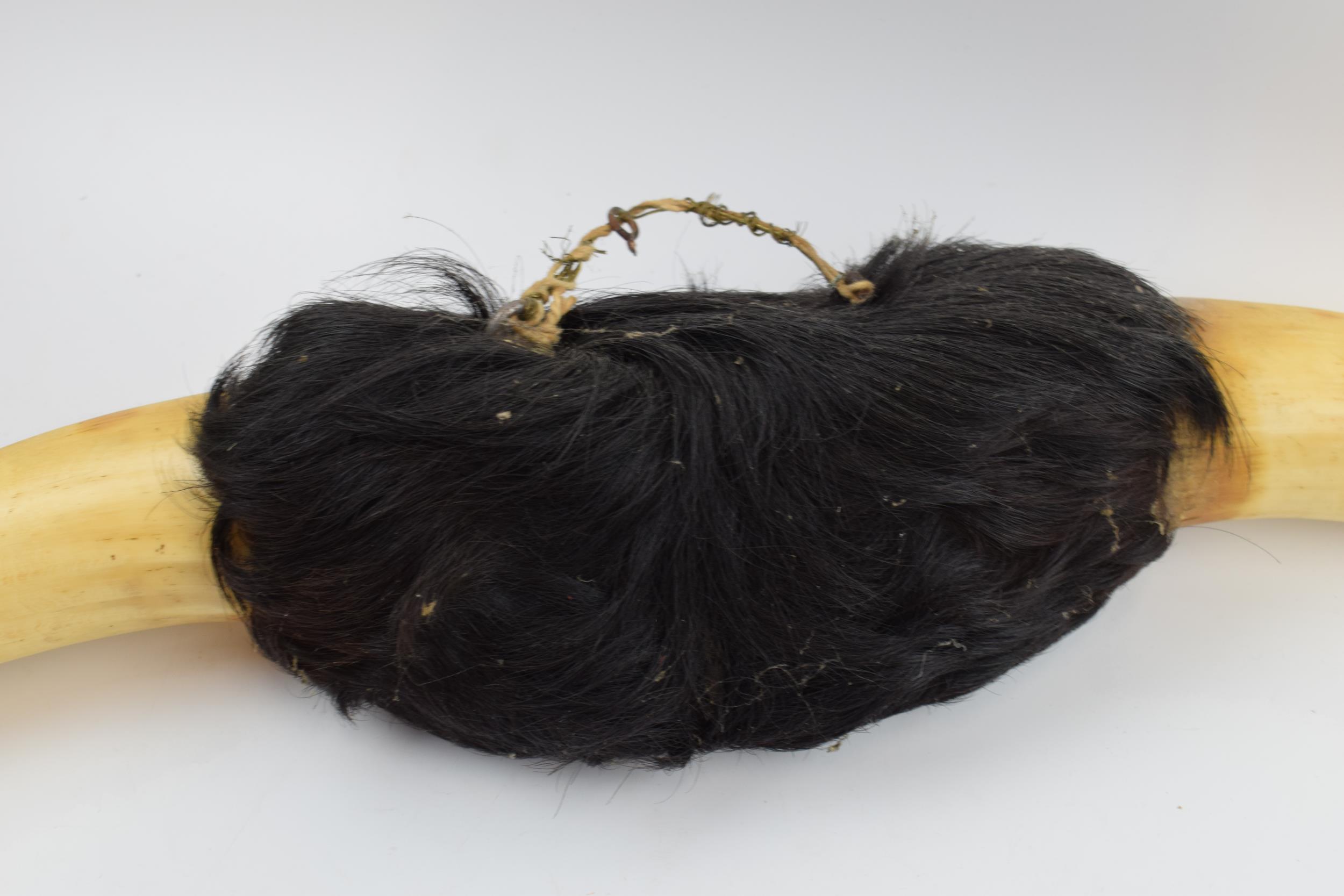 Vintage 20th century pair of Shorthorn (or similar) cow horns mounted with hair, 76cm wide. - Image 4 of 5