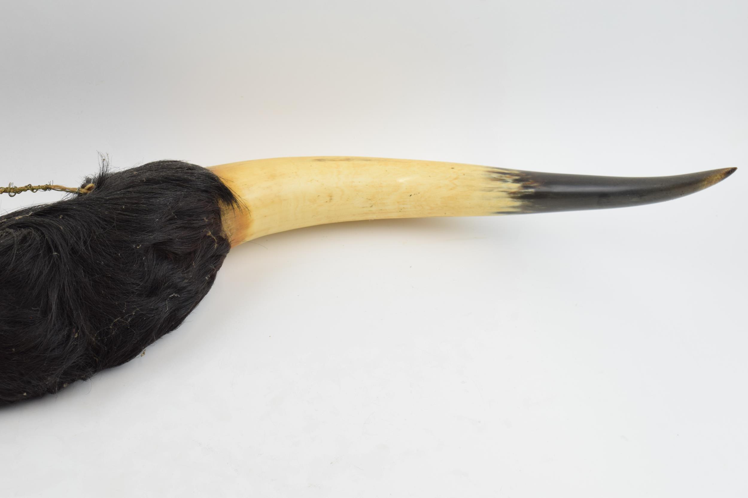 Vintage 20th century pair of Shorthorn (or similar) cow horns mounted with hair, 76cm wide. - Image 3 of 5