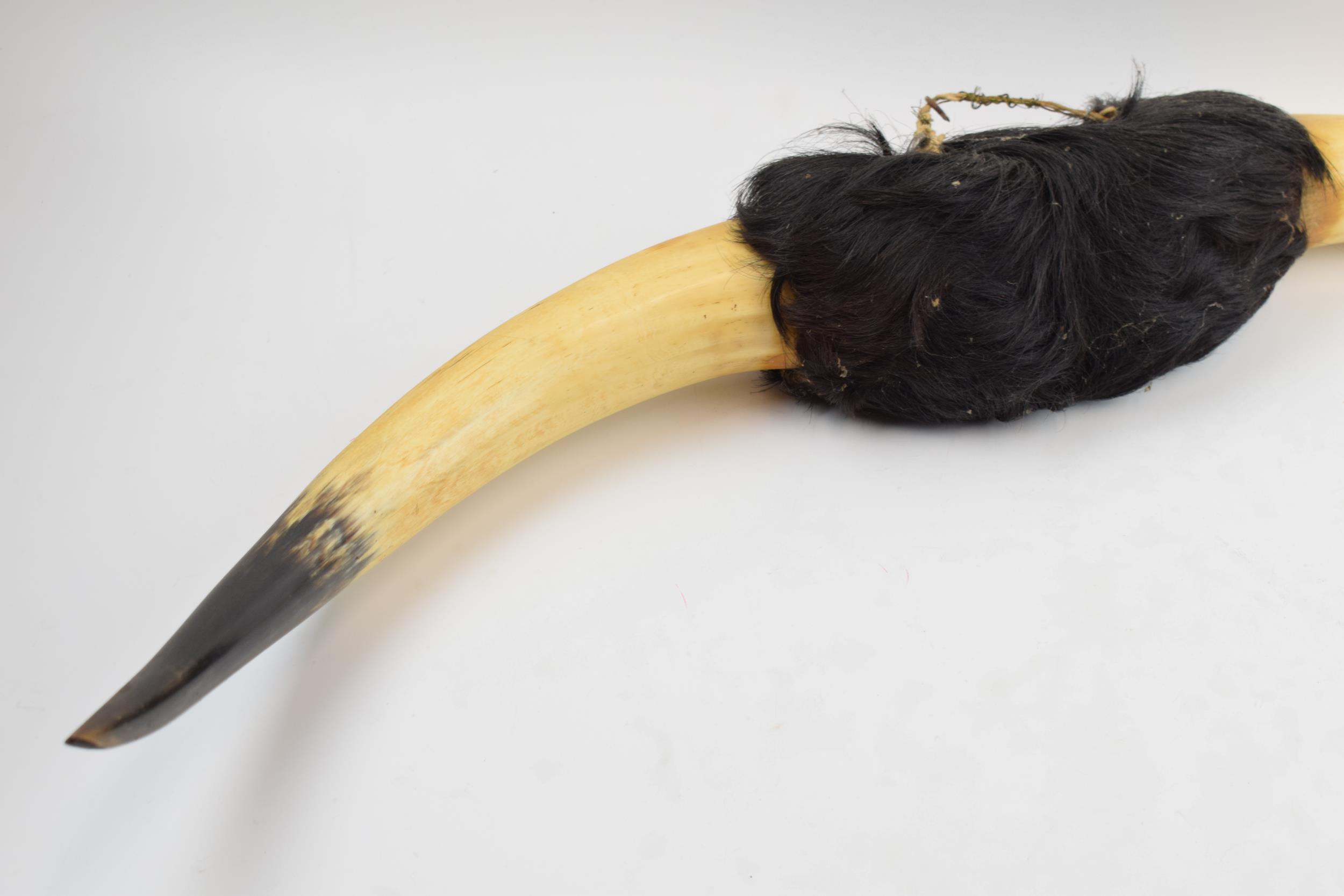 Vintage 20th century pair of Shorthorn (or similar) cow horns mounted with hair, 76cm wide. - Image 2 of 5