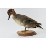 Vintage French taxidermy model of a duck, mounted onto a wooden base, 23cm tall.