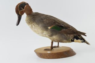 Vintage French taxidermy model of a duck, mounted onto a wooden base, 23cm tall.