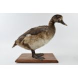 Vintage French taxidermy model of a duck, mounted onto a wooden base, 28cm tall.