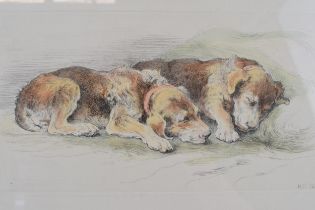 Herbert Dicksee etching 'Recumbent Puppies' signed artist proof: Airdale Terrier Puppies Measuring