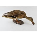Vintage French taxidermy model of a duck, mounted onto a base, 44cm wide.