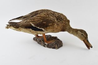 Vintage French taxidermy model of a duck, mounted onto a base, 44cm wide.