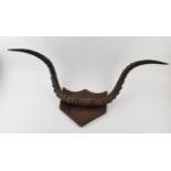A set of 20th century Belgian congo mounted pair of horns / antlers on wooden shield, 82cm wide.