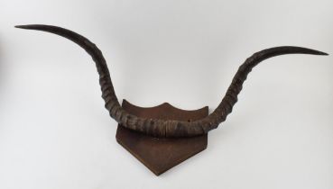 A set of 20th century Belgian congo mounted pair of horns / antlers on wooden shield, 82cm wide.