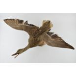 Vintage French taxidermy model of a flying duck, mounted onto a wooden base, 71cm tall. Collection