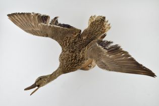 Vintage French taxidermy model of a flying duck, mounted onto a wooden base, 71cm tall. Collection