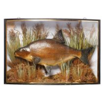 Cased taxidermy Bream. A good example of a Bream in naturalist river bed setting mounted in bow