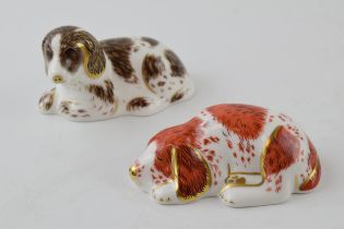 Royal Crown Derby Paperweights in the form of Scruff the Puppy and a Puppy, first quality with