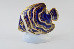 Royal Crown Derby paperweight from the Tropical Fish Series, Koran Angel Fish, gold stopper, red