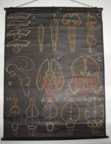 An education wall hanging chart, of European origin, depicting biological studies. Black