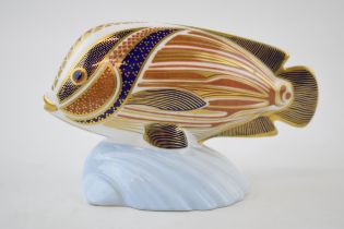 Royal Crown Derby paperweight, Tropical Fish Sweetlips, gold stopper, red Royal Crown Derby stamp