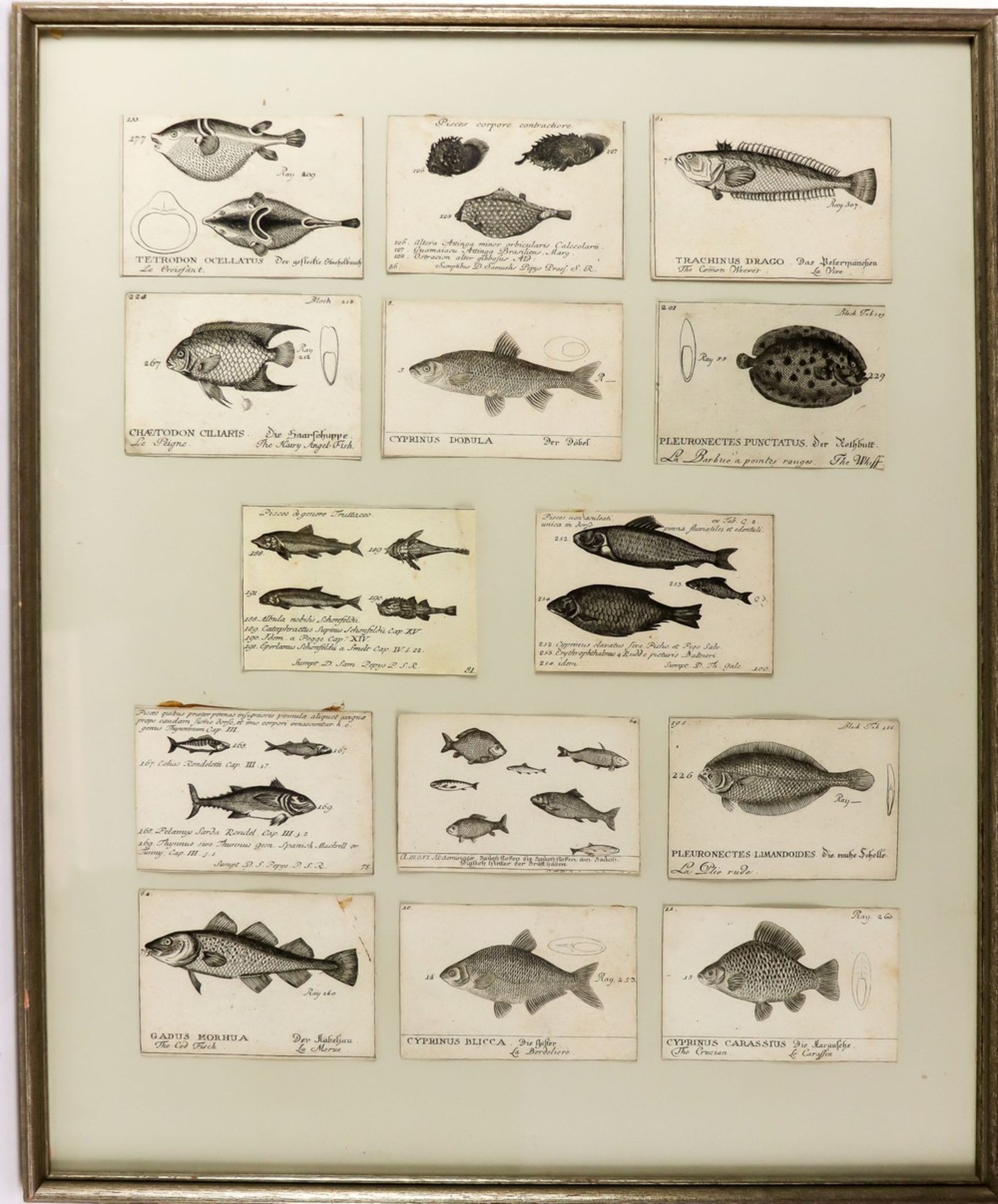 Aland-Blecke, Gründling, Bitterling, Ukeleye und Elritze um 1790 - Bild 6 aus 6