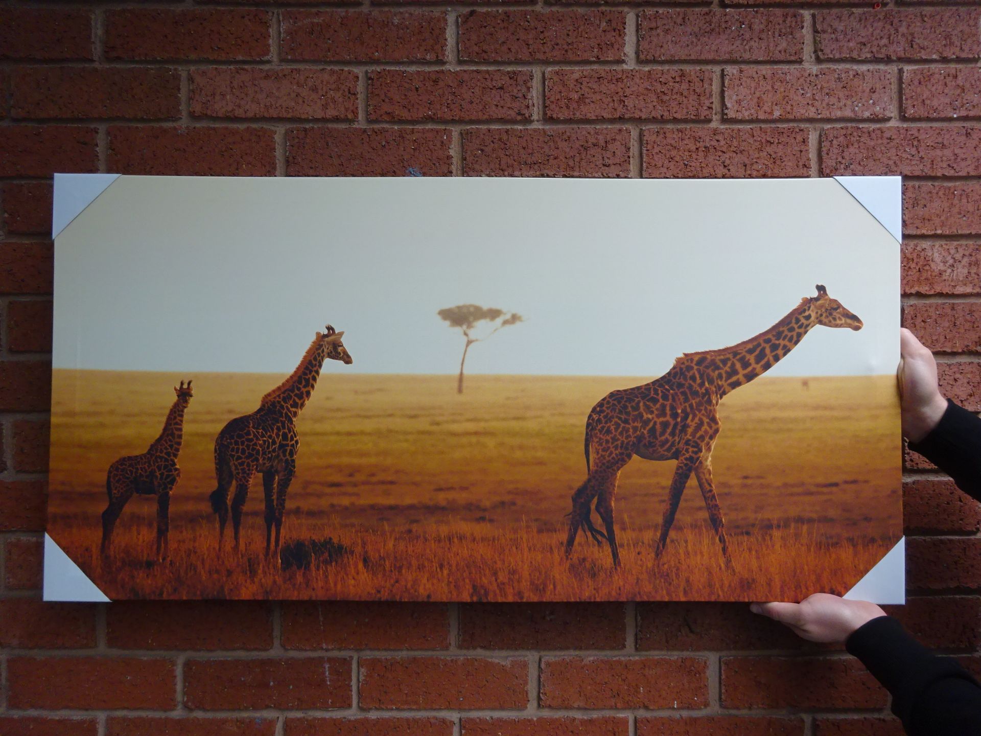New Large 50 x 100cm Safari Giraffe Canvas