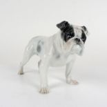 Rosenthal Porcelain Figurine, English Bulldog