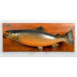 Extraordinary Taxidermy Atlantic Salmon by David Footer