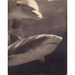 Vintage Monochrome Photograph, Dolphin and Bullshark