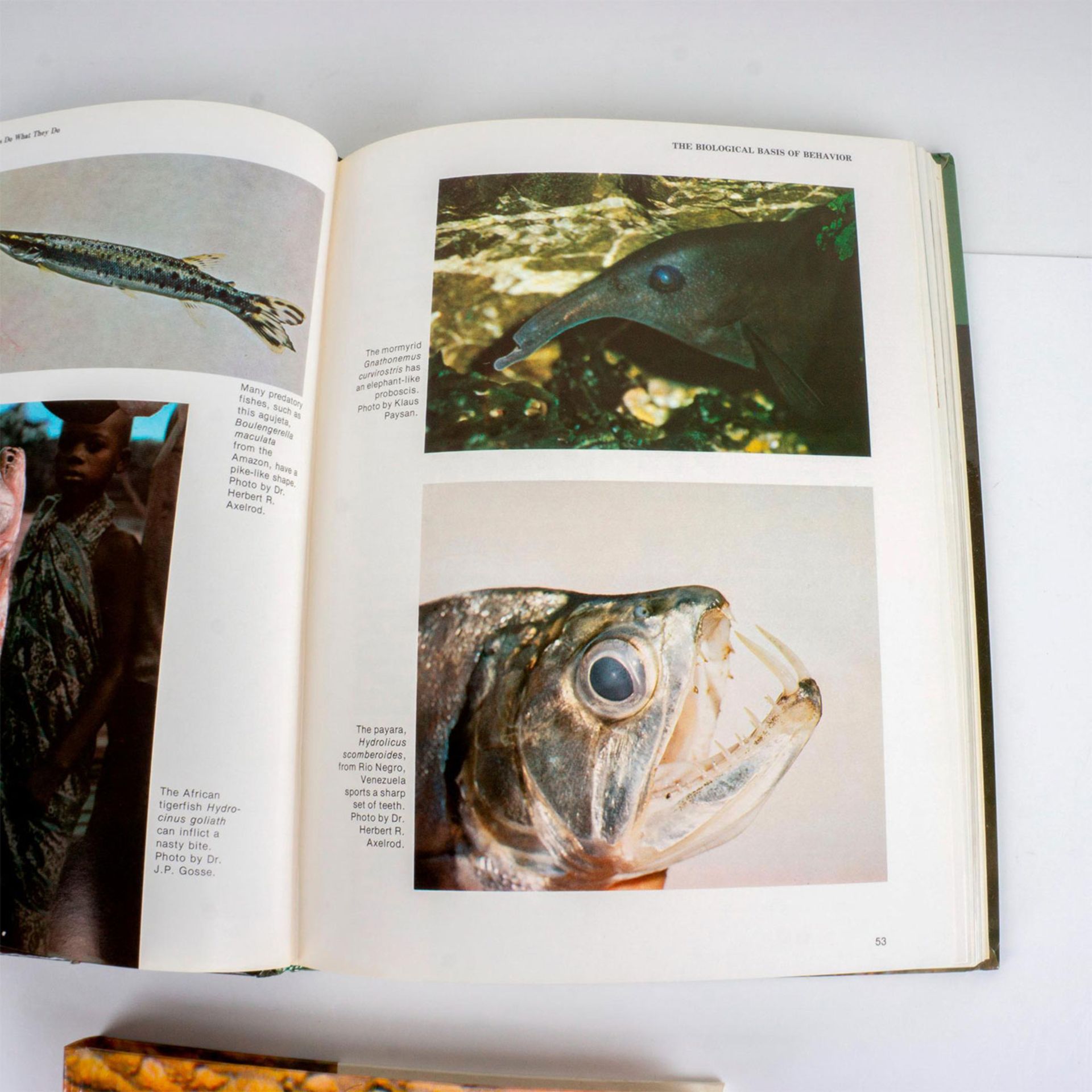 3 Hardcover Aquarium Books, Tropical Fish Care - Bild 5 aus 10