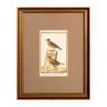 Antique Ornithological Hand-Colored Engraved Print