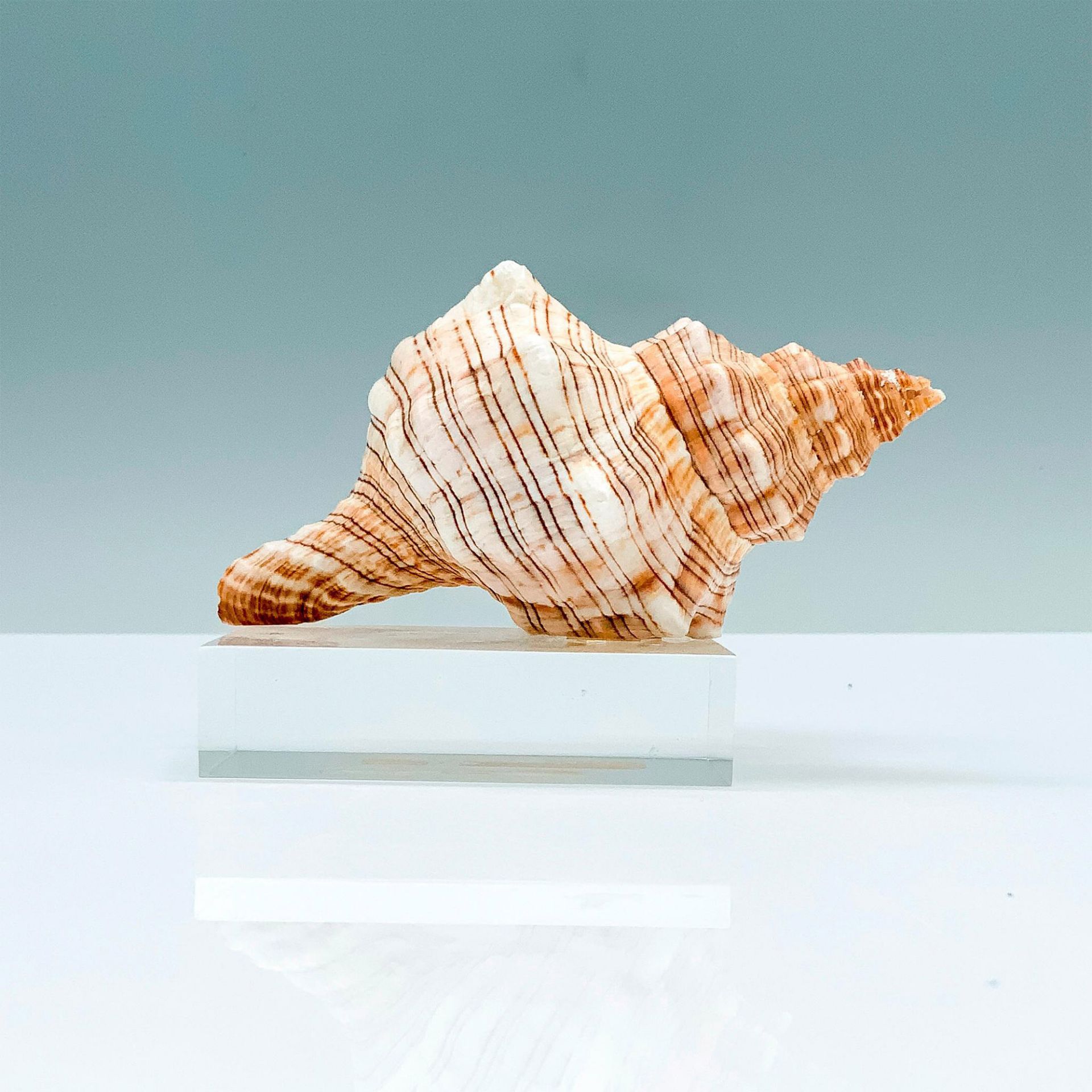 Sea Reflections Seashell and Base. Small Horse Conch - Bild 2 aus 3