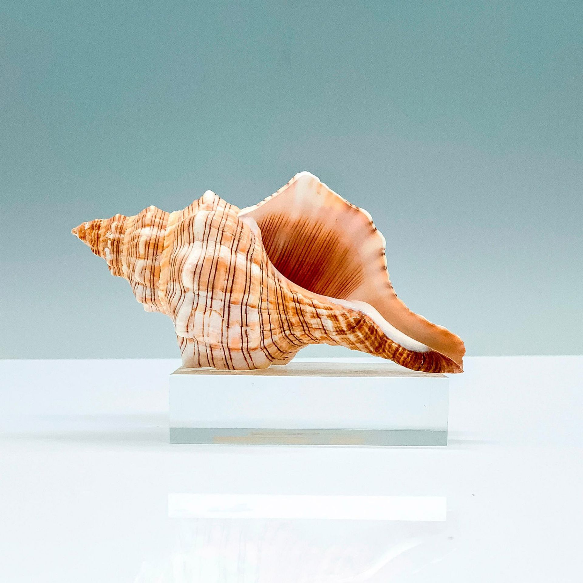 Sea Reflections Seashell and Base. Small Horse Conch