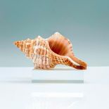 Sea Reflections Seashell and Base. Small Horse Conch