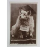 Suffragette political social history comic RP postcard depicting a dog with a Votes for Women tag "A