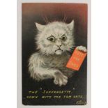 Suffragette political social history comic cat postcard 'The Suffragette', 'Down with the Tom