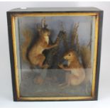 Taxidermy. A pair of stuffed red squirrels, displayed in a naturalistic scene, contained in a glazed