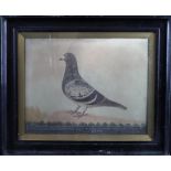 Edward Henry Windred (1875-1953). Oil on canvas depicting a racing pigeon 'Determination', Owner 'W.