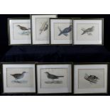 Ornithology interest: After Rev. Francis Morris (1810-1893), A set of seven ornithological