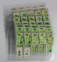 Churchman - Can You beat Bogey at St Andrews, set of 54 cards (all bar 1 card are without overprint)