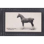 Cigarette card, Taddy, Famous Horses & Cattle, type card, no 29, Hackney Stallion Antonius (vg) (1)