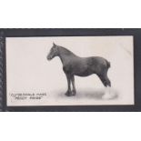 Cigarette card, Taddy, Famous Horses & Cattle, type card, no 37, Clydesdale Mare Peggy Pride (vg) (