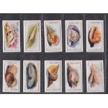 Trade cards, Cerebos Salt, Sea Shells (set, 100 cards) (gd)