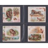 Cigarette cards, USA, Allen & Ginter, Quadrupeds 'X' size, four cards, Orangoutang, Peccary,