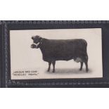 Cigarette card, Taddy, Famous Horses & Cattle, type card, no 12, Lincoln Red Cow, 'Pendley Pearl' (