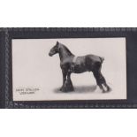 Cigarette card, Taddy, Famous Horses & Cattle, type card, no 44, Shire Stallion, 'Leonardo' (vg) (