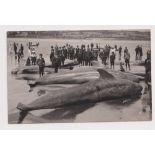 Postcard, Cornwall, RP, Washed-up Whales on Beach, Mount’s Bay by Gibson Penzance, (vg)