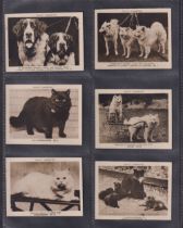 Cigarette cards, Pattreiouex, Animals & Scenes (Unnumbered), 'L' size (49/50) and Animals &