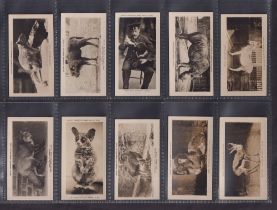 Cigarette cards, Pattreiouex, Animals (CA1-96) (94/96, missing CA94 & CA95) (a few with faults, gen.