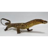 A taxidermy monitor lizard, standing in an alert pose, length 60cm