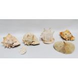 An early 20th century conch shell, together with three others and two pieces of coral (5)